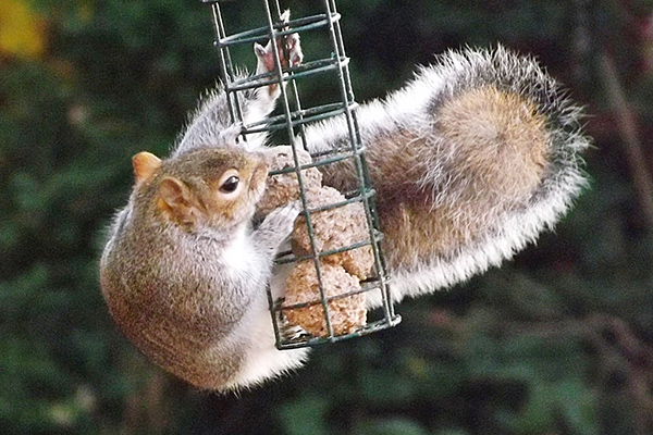 An eastern gray squirrel dangles from an outdoor feeder, trying to get to the food within.