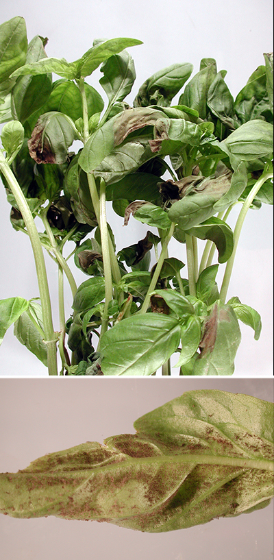 Top: Some leaves of this basil bunch show browning and wilting.
Bottom: Close-up, slightly magnified view of purplish-brown sporulation.