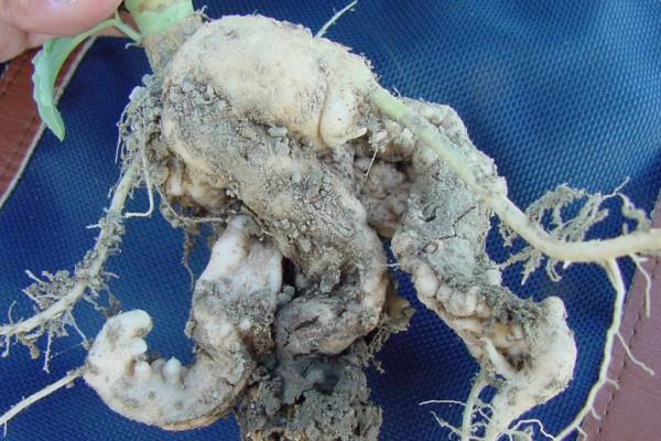 Club-like, whitish, twisted, enlarged roots of a plant.