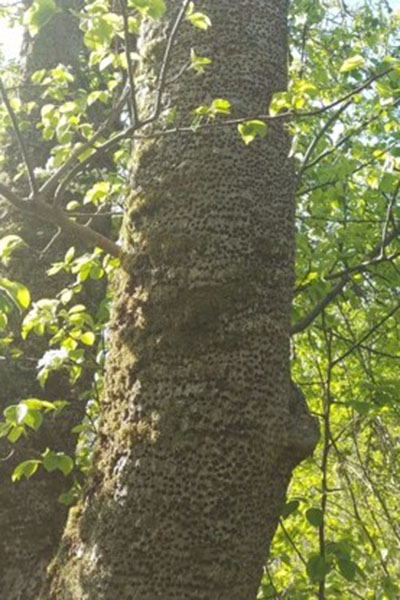 Holes pepper the entire trunk of a tree nearly uniformly. 