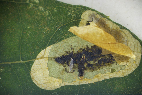 Close-up of a green leaf showing a pale, irregularly shaped damaged area with translucent tissue and dark frass deposits. Inside the mined section, a small insect larva and pupa are visible, indicating leaf miner activity.