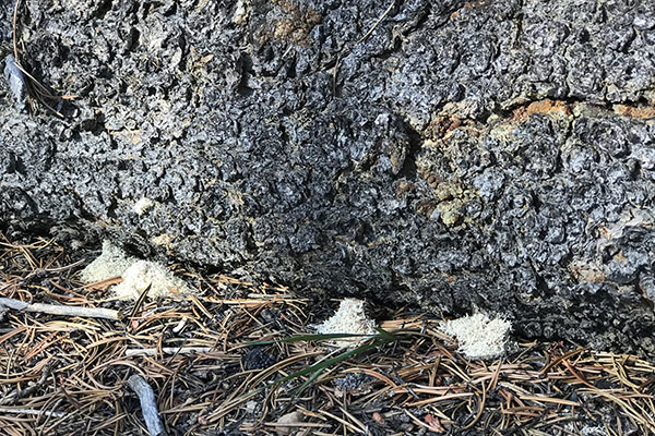 Close-up of rough, dark tree bark. At the base at ground level, small patches of sawdust frass litter the ground. The forest floor is covered with dry pine needles, twigs, and bits of moss.