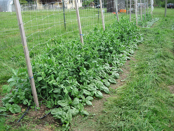 Two different crops planted closely together—one a climbing plant and the other a shorter, non-climbing crop.