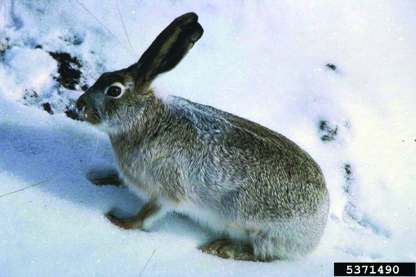 Broadside view of a white-tailed hare during wintertime, surrounded by patchy snow.