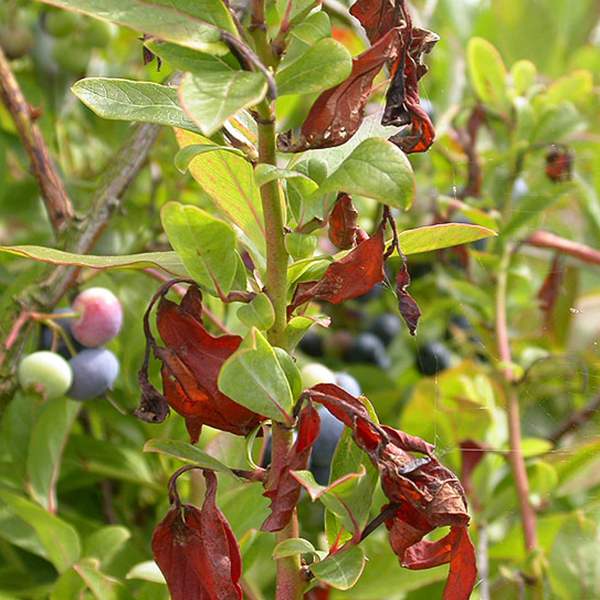 Close-up of stem of blueberry bush with some leaves having turned red and twisted.
