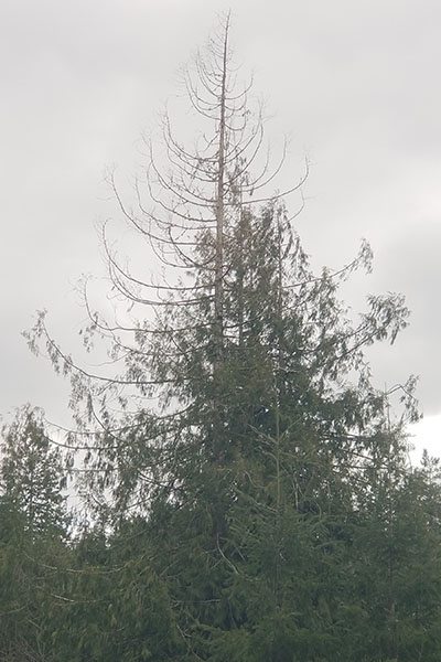 The top half of a western redcedar tree is bare or has reddish foliage.