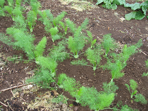 A fennel crop in a garden.