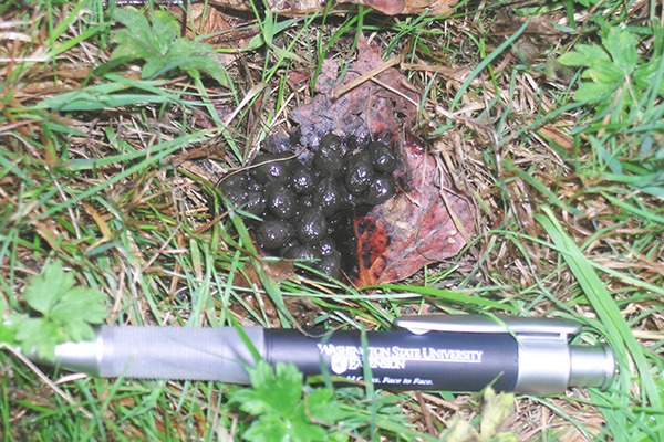 Close-up shot of cottontail rabbit scat next to pen for scale.