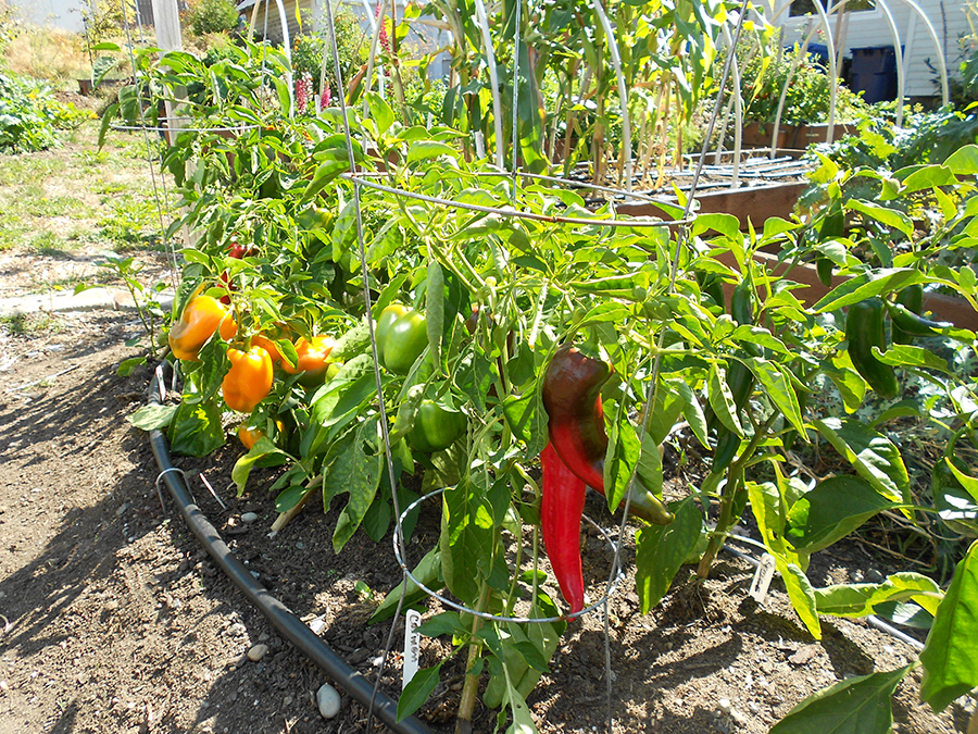 Peppers ripening within cages in a garden.