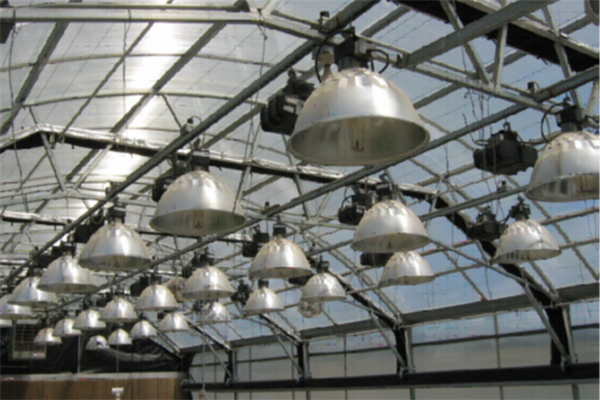 Large greenhouse interior with rows of high-intensity discharge lights hanging from the ceiling for supplemental plant lighting.