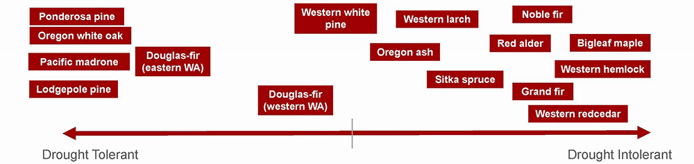 A horizontal spectrum illustrates tree species ranging from Drought Tolerant on the left to Drought Intolerant on the right. On the far left, under most drought tolerant: Ponderosa pine, Oregon white oak, Pacific madrone, and Lodgepole pine. Moving slightly right: Douglas-fir (eastern WA). In the middle: Western white pine, Western larch, Oregon ash, and Douglas-fir (western WA). Toward the right, under more drought intolerant: Noble fir, Red alder, Sitka spruce, Bigleaf maple, Grand fir, Western hemlock, and Western redcedar. The chart uses a red arrow at the bottom pointing left for "Drought Tolerant" and right for "Drought Intolerant," with tree species placed above the arrow according to their relative drought tolerance.