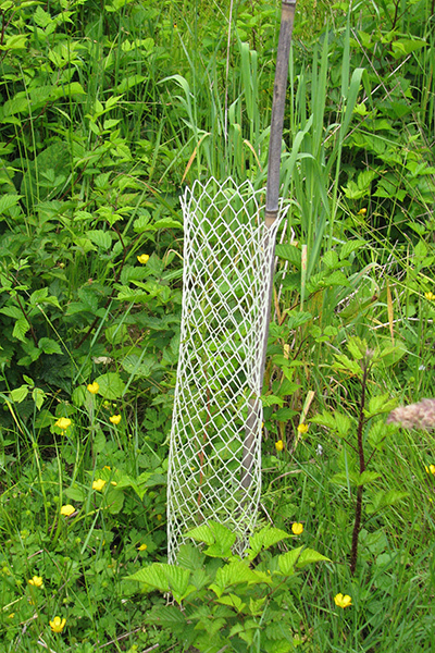 A netlike tree guard surrounds a barely visible seedling that is supported by a bamboo stake.