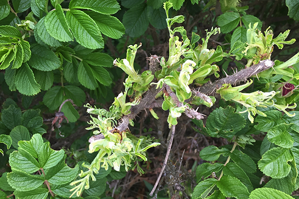 Close-up of a rose bush branch showing distorted, clustered, and curled light-green leaves at the tips, indicating abnormal growth. The surrounding healthy leaves are darker green with a wrinkled texture, contrasting with the affected shoot.