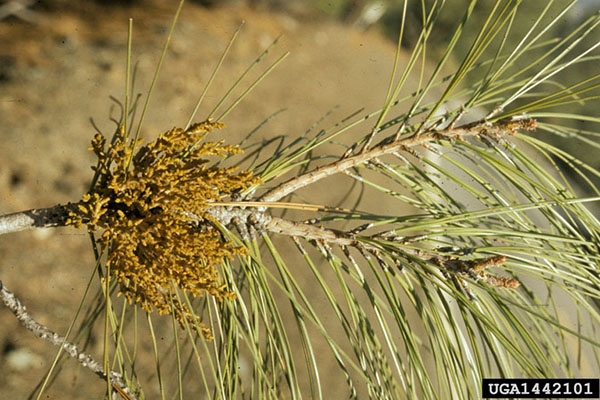 A pine tree branch showing a dense cluster of yellowish-brown, broom-like shoots growing from a single point, characteristic of dwarf mistletoe infection. The surrounding pine needles are long and green, while the infected area appears swollen and deformed.