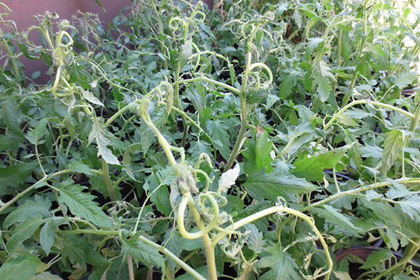 Close-up of tomato plants showing twisted, curled, and distorted stems and leaves. The upper shoots are pale and bent into tight coils, indicating possible herbicide injury or physiological stress, while lower leaves remain mostly green.