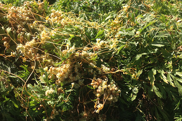 A dense patch of green foliage covered by thin, yellow-orange, vine-like strands of dodder, a parasitic plant. The dodder’s threadlike stems twist around the host plant, forming small clusters of white and pale yellow flowers.
