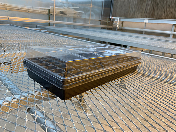 Seedling flat with clear lid.