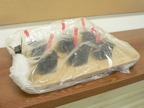 Tray holding six small starter containers and enveloped by clear plastic.