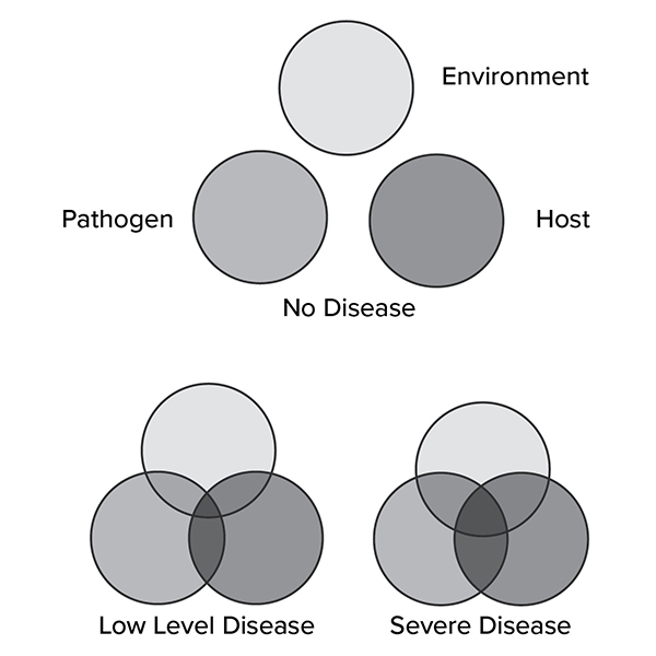 A three-part diagram illustrating the plant disease triangle model. Each circle represents one factor: Pathogen, Host, and Environment. In the first diagram labeled “No Disease,” the circles are separate, showing no overlap among the three factors. In the second diagram labeled “Low Level Disease,” the circles partially overlap, representing limited interaction among pathogen, host, and environment. In the third diagram labeled “Severe Disease,” the circles overlap extensively in the center, indicating that when all three factors coincide, disease severity increases.