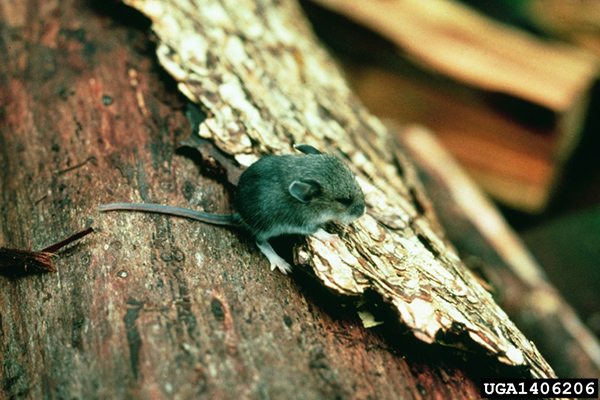A tiny deer mouse perched on the sloughing bark of a downed tree. An out of focus firewood piece is in the background.