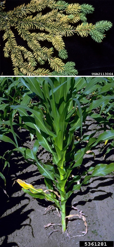 Top: Yellow needles on Norway spruce branch against black background for contrast.
Bottom: Yellow leaves of corn at the bottom of the stalk with some leaf die-back.