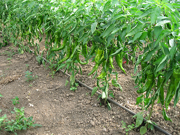 Drip lines run the length of a pepper row.