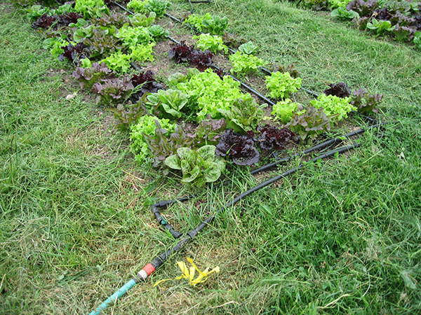 Lettuce rows being watered via drip line irrigation.