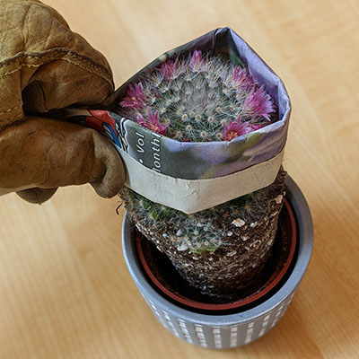A gloved hand grips newspaper which has been folded, then wrapped around the base of a cactus to raise the plant out of its pot.