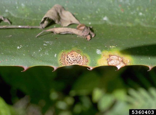 Close-up of a green leaf with a serrated edge showing two circular brown lesions surrounded by yellow halos, indicating signs of disease or fungal infection. A small dried leaf fragment rests on the surface near the top.