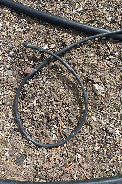 Close-up of a drip irrigation line connected to a larger supply tube, showing small holes that release water into the soil.
