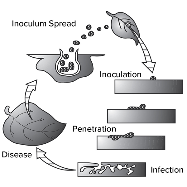 A diagram showing the stages of the plant disease cycle. Spores or inoculum are released from an infected leaf and spread through the air. They land on a healthy leaf surface, labeled “Inoculation.” The pathogen then enters the plant tissue, labeled “Penetration,” and begins to grow within the host, labeled “Infection.” The process culminates in visible symptoms on the leaf, labeled “Disease,” completing the cycle as new inoculum is produced and spread again.