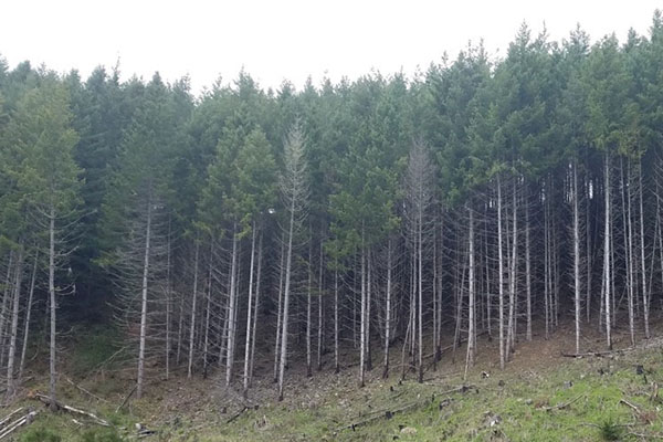 A spindly stand of uniform trees borders a clearcut.