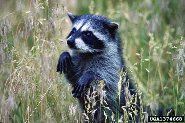 A raccoon stands on its hind legs amid tall grass with its two front paws extended downward.