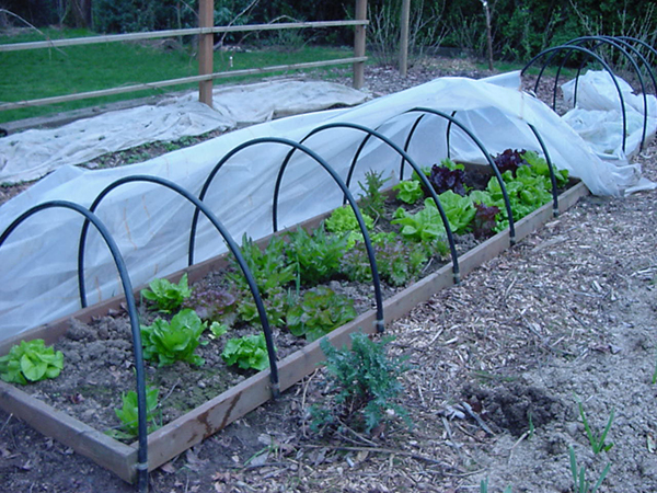 Low tunnel over short raised bed with plastic bundled to the side.