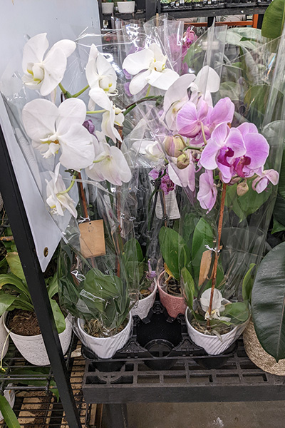 Orchids in pots, wrapped in plastic, and supported by vertical stakes.