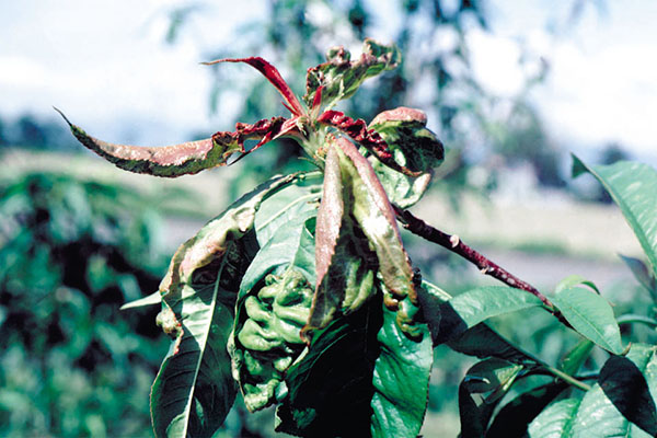 A close-up of a peach tree shoot showing distorted, thickened, and curled leaves with red and green discoloration. The leaf surfaces appear puckered and swollen, characteristic of peach leaf curl disease.