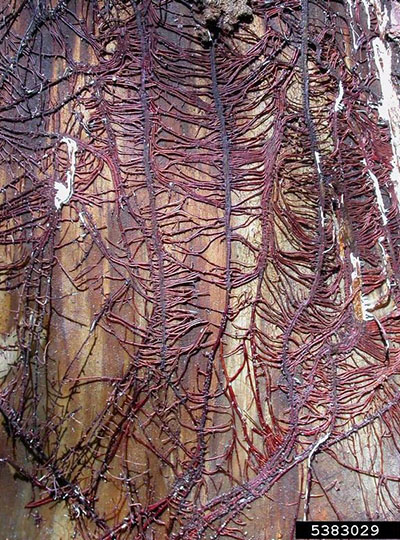 Close-up of tree bark with reddish-brown fungal mycelial strands spreading in branching patterns across the wood surface. The bark appears stripped and discolored, revealing the network-like growth typical of root rot infection.