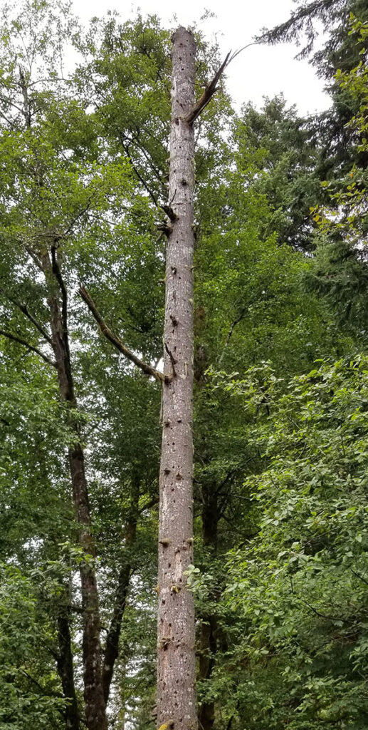A snag in a forest pocket.