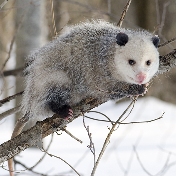 An opossum perched on a tree branch, looking at the camera. Snow is visible in the background.