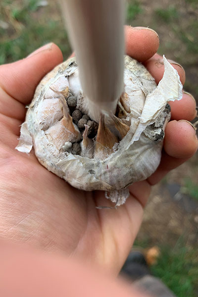 A close-up of a person holding a garlic bulb with its outer layers peeled back to reveal small, round, grayish-black fungal structures inside the cloves. 