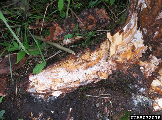 Fan-like mats of white mycelium beneath the bark of a tree laid bare.