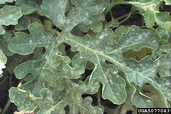 Close-up of watermelon leaves covered with white, powdery mildew growth on the surface.