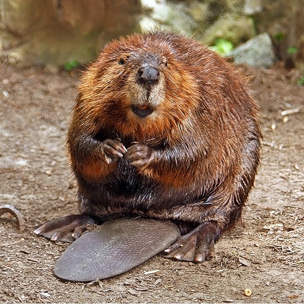 Close-up of beaver leaning backward on its haunches, putting its two front paws together. Its prominent, paddle-like tail extends between its two rear legs, and its two rear paws are heavily webbed.