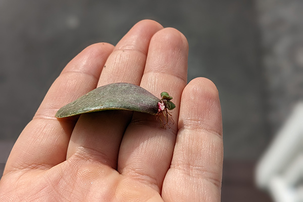 Someone holds a jade leaf in their open hand. The leaf is growing roots and new, smaller leaves from the base.