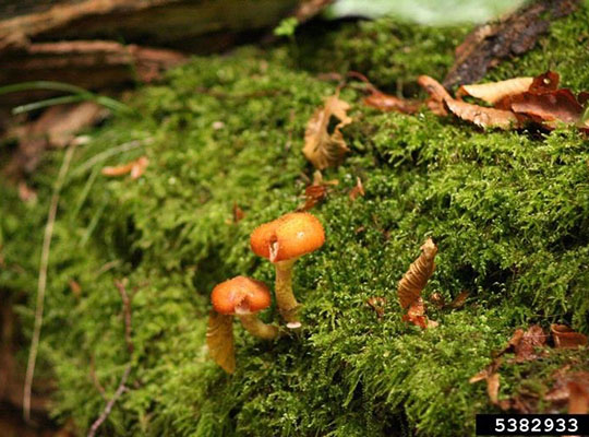 Bright orange, domed mushroom growing from a decaying log covered with moss on the forest floor.