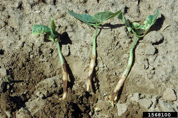 Lima bean seedlings showing dark, rotted stem bases caused by damping-off disease.