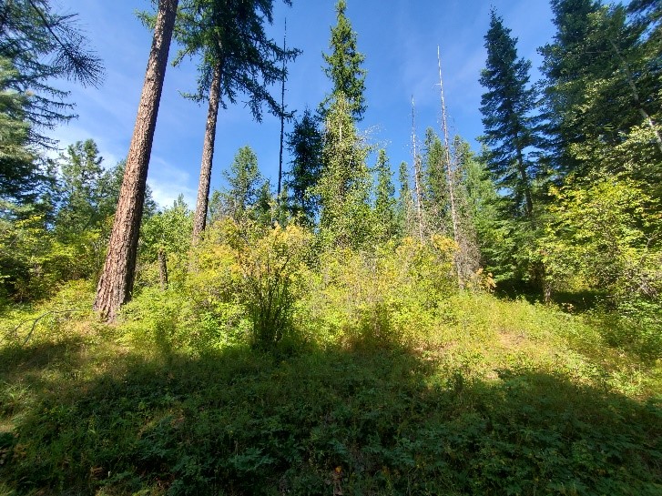 A diverse composition of trees, shrubs, and forbs.