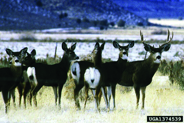 A herd of around seven mule deer, a mix of bucks and does, stand in a group in a partially snow-covered valley. Barbed wire can be seen in the background.