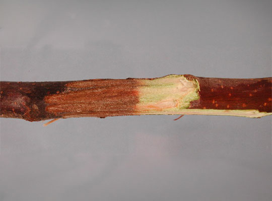 Crabapple stem against light-grey background with bark partially removed showing brown discoloration.