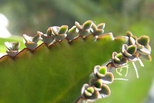 Plantlets and root growth along the edges of a leaf.
